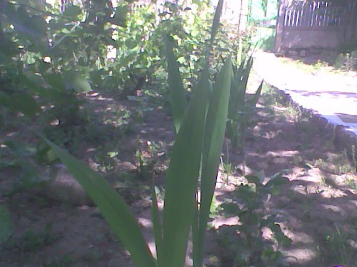 Imag0648 - Gladiole 2013