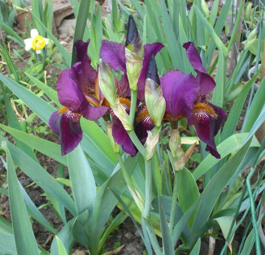 primul iris mare inflorit 2013 - Lalele-irisi-pansele