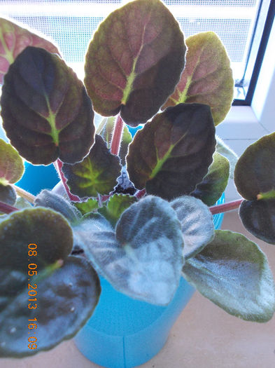 violeta - mai 2013