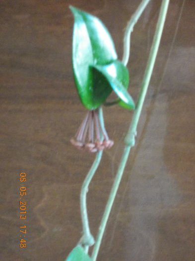 hoya carnosa...