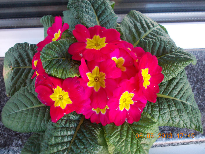 8 mai 2013-flori 029 - mai 2013