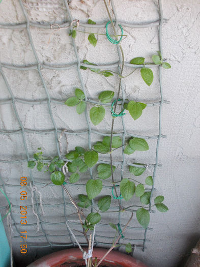 clematis jackmanii - mai 2013