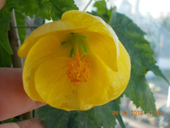 abutilon galben