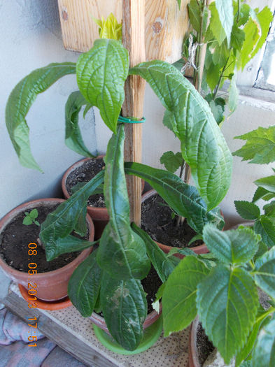 pakistakis lutea - mai 2013