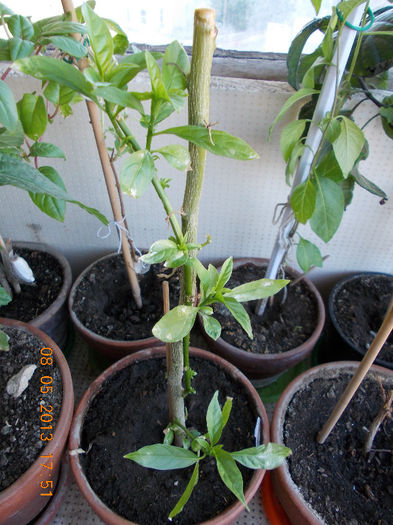 cestrum nocturnum