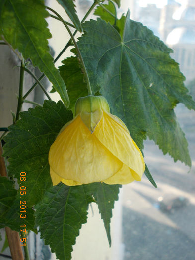 abutilon galben - mai 2013