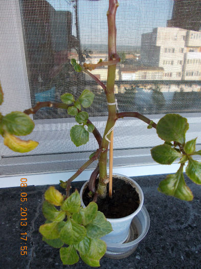 impatiens... - mai 2013