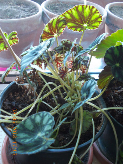 8 mai 2013-flori 085