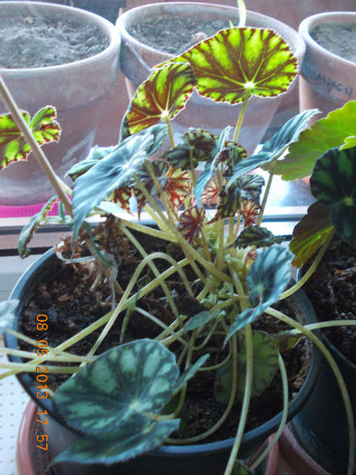 8 mai 2013-flori 087