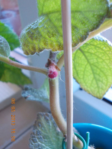 8 mai 2013-flori 013 - episcia