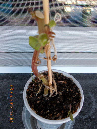 8 mai 2013-flori 072 - impatiens