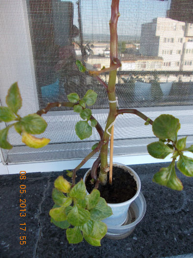 8 mai 2013-flori 076 - impatiens