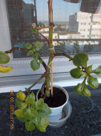 8 mai 2013-flori 078 - impatiens