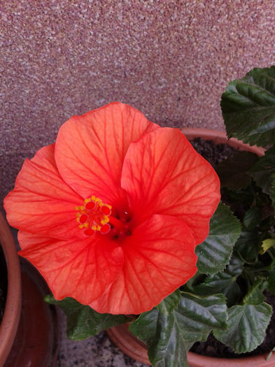 De la Flori!!! - mai 2013
