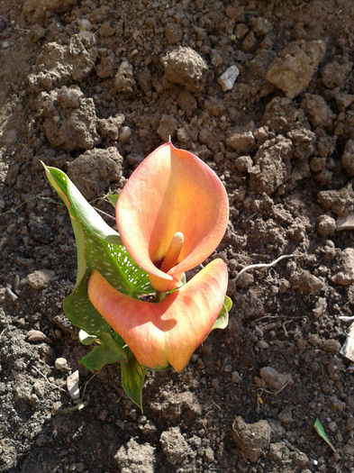 Fotografie-0134 - mai 2013