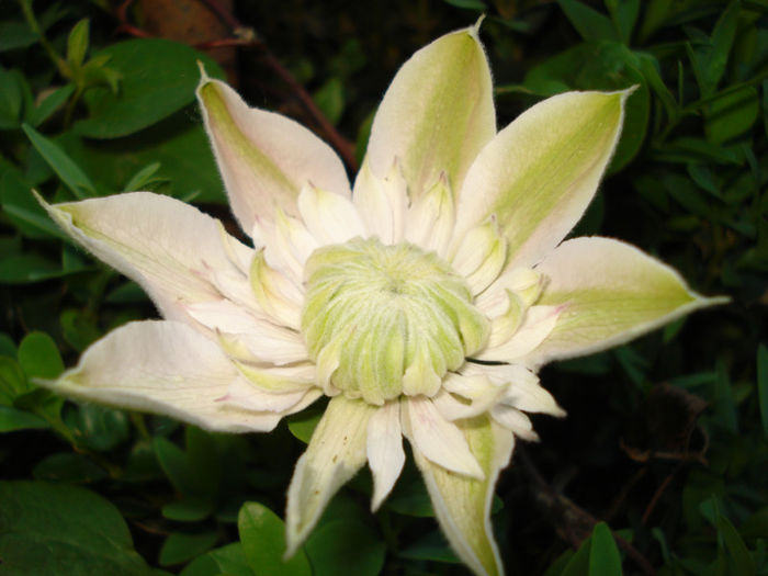 Josephine - Clematis 2013