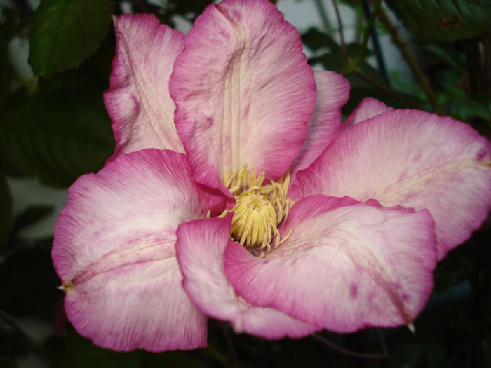 DSC03917 - Clematis 2013