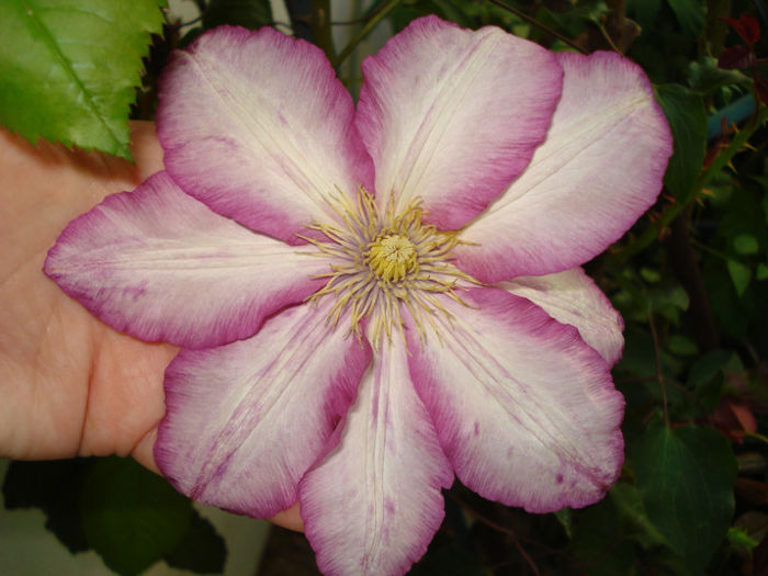 DSC04218 - Clematis 2013