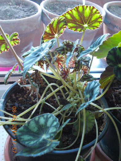 begonia ? - mai 2013