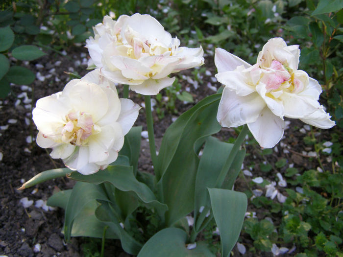 P1017973