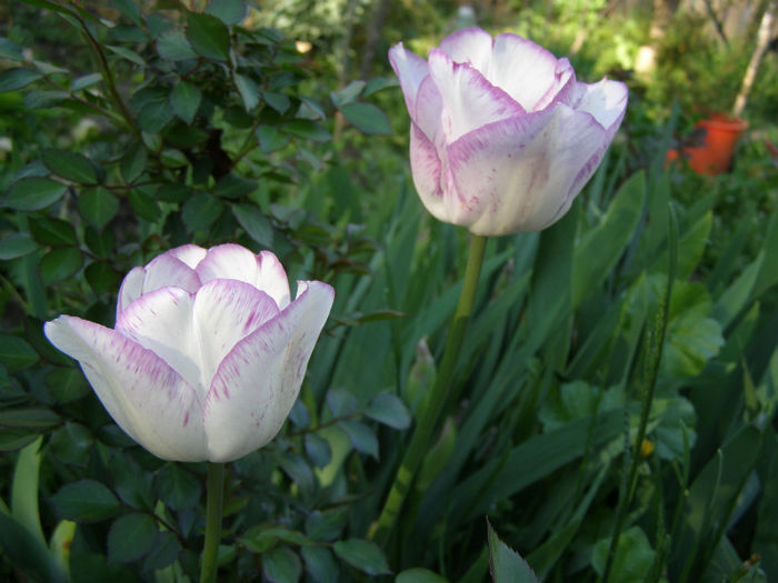P1017981