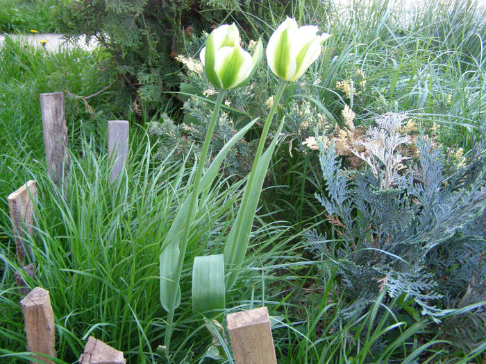P1017987 - Gradina 2013