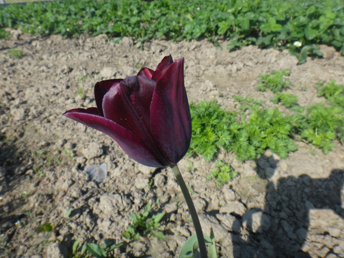 DSC01432 - flori de primavara