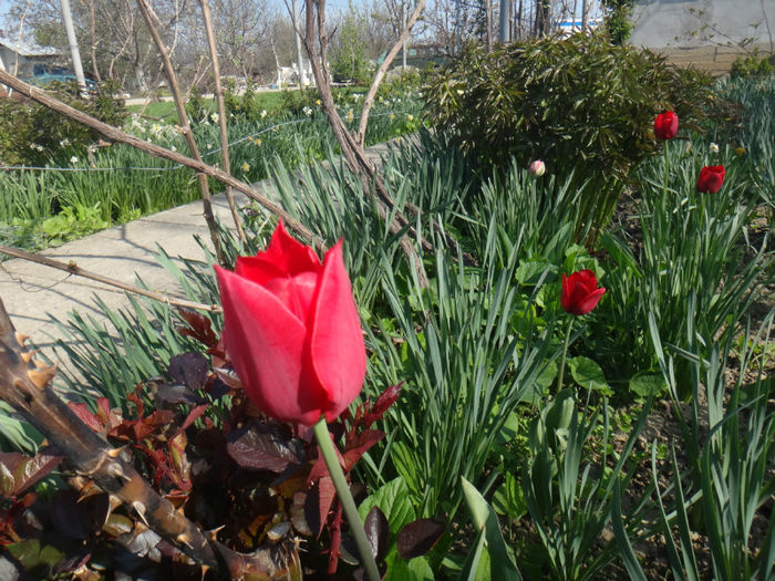 DSC01436 - flori de primavara