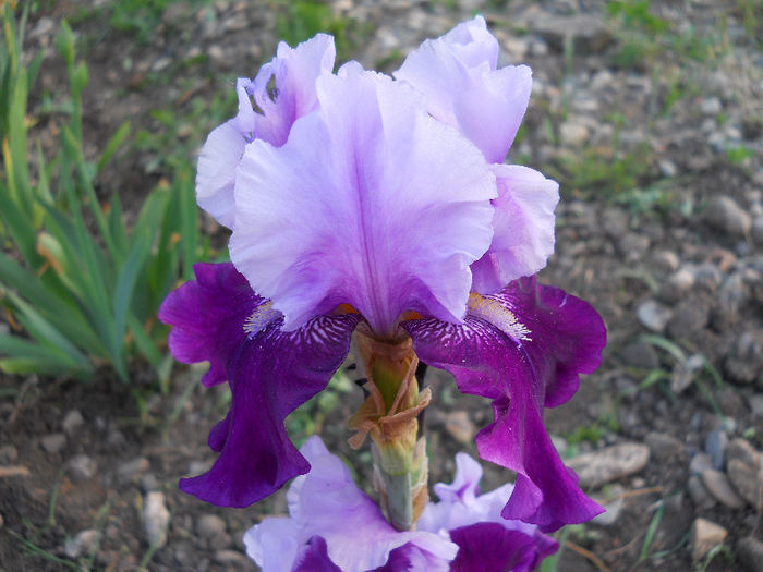 DSCN4459 - irisi 2013