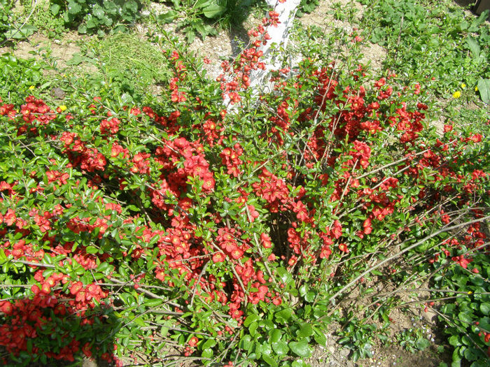 P1017958 - Gradina 2013