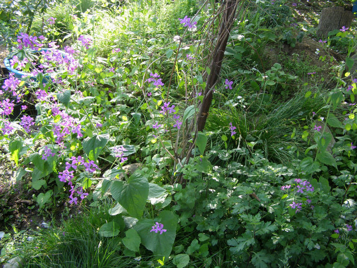 P1018004 - Gradina 2013
