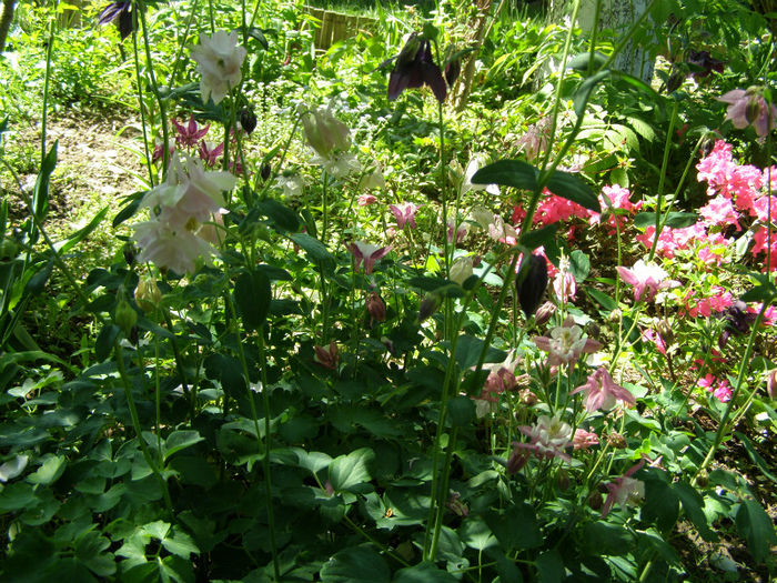 P1018016 - Gradina 2013