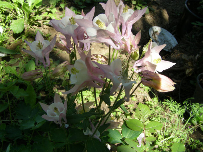 P1018017 - Gradina 2013