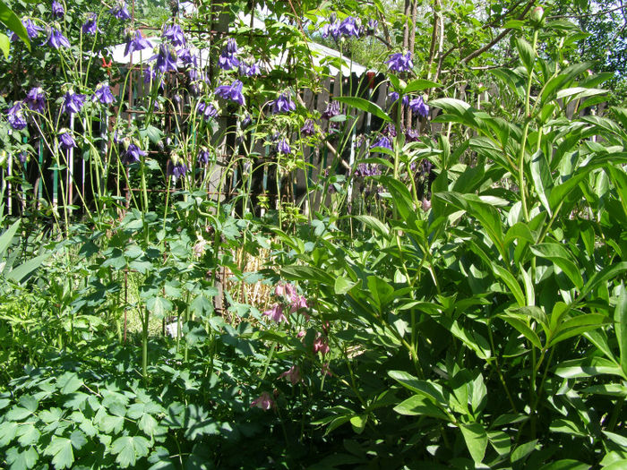 P1018019 - Gradina 2013