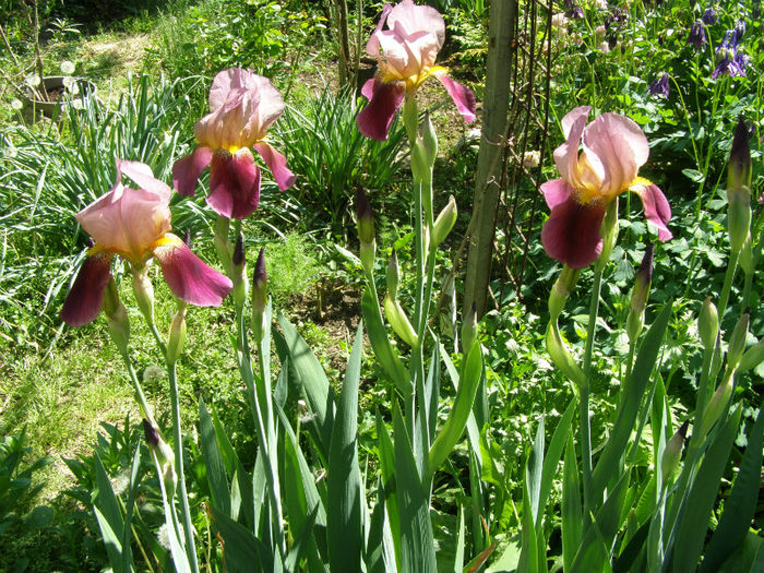 P1018021 - Gradina 2013