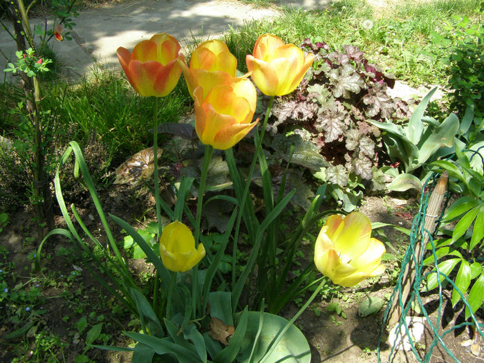 P1018026 - Gradina 2013