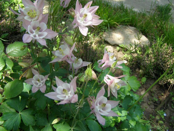 P1018027 - Gradina 2013