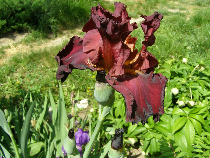 P1018028 - Gradina 2013