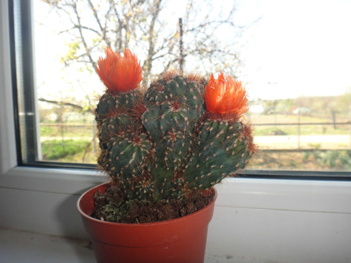 DSC01418 - cactusi
