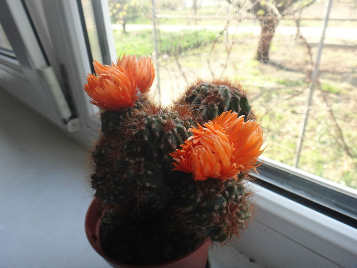DSC01419 - cactusi