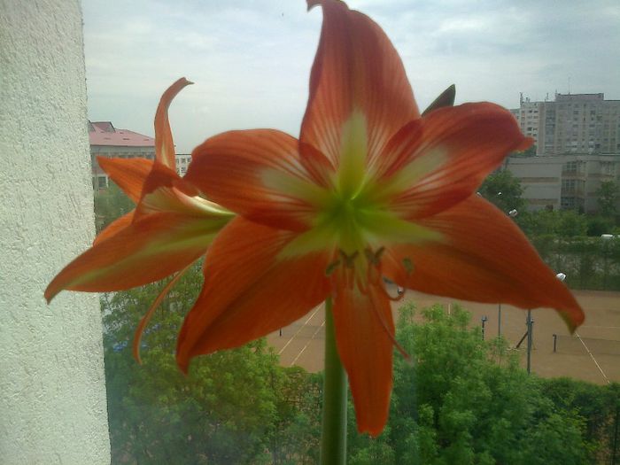 Fotografie0792 - Amaryllis