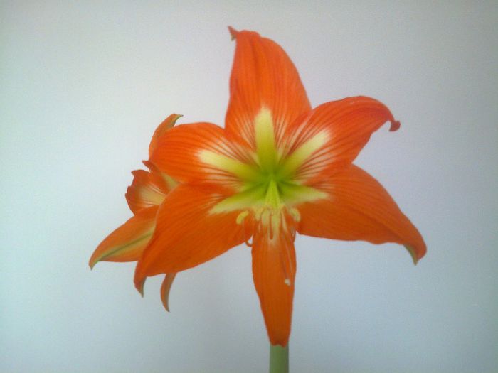 Fotografie0794 - Amaryllis