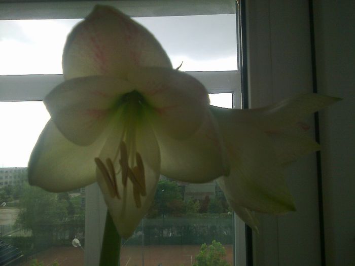 Fotografie0826 - Amaryllis