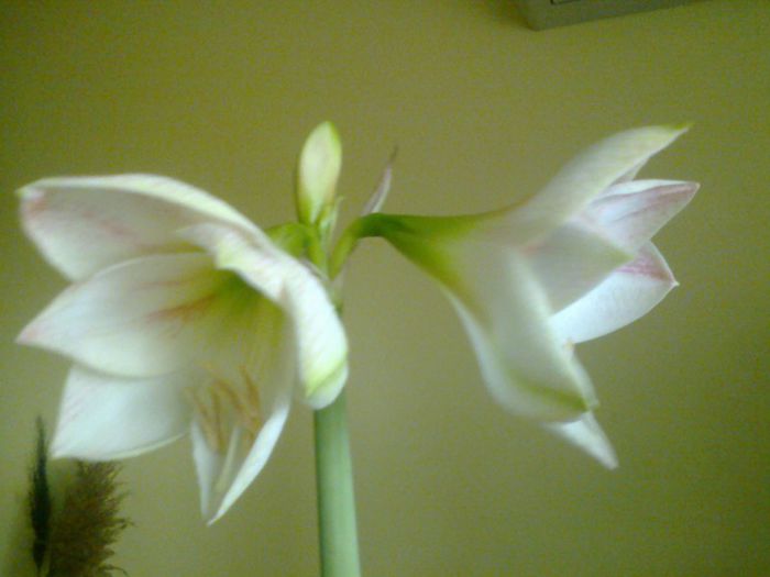 Fotografie0827 - Amaryllis