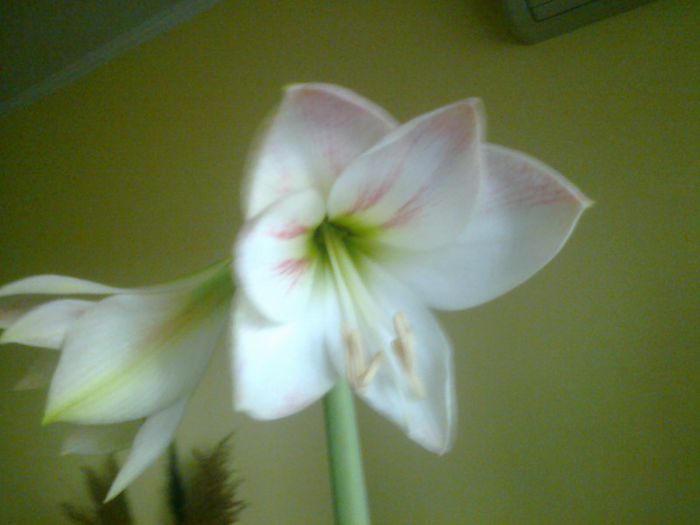 Fotografie0829 - Amaryllis