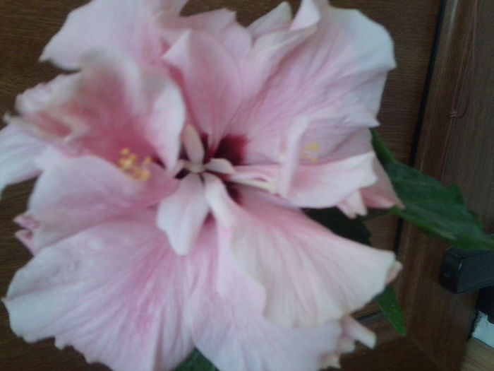 Fotografie1497 - enjoy the summer-1