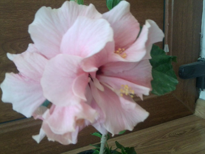 Fotografie1503 - enjoy the summer-1