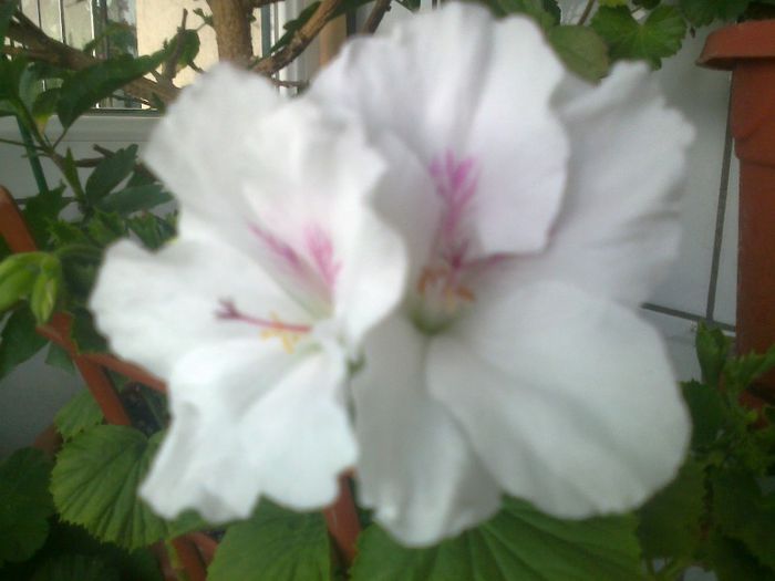 Fotografie0835 - Muscate 2013