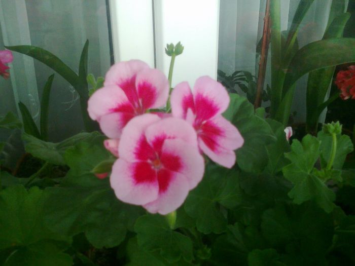 Fotografie0837 - Muscate 2013