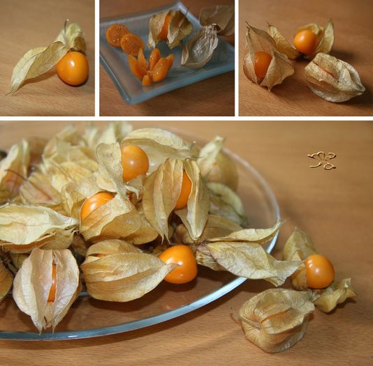 physalis - Vand rasad de physalis